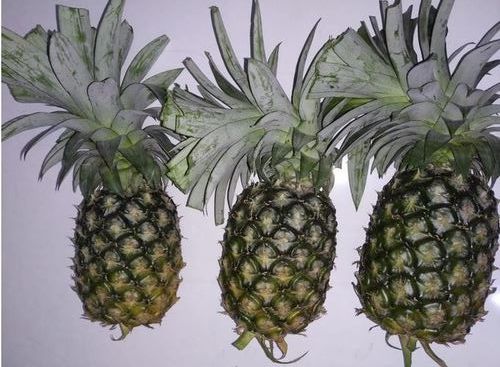 Light Yellow Fresh Kew Pineapple Fruit