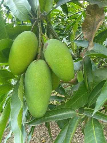 Fresh Natural Dasheri Mango