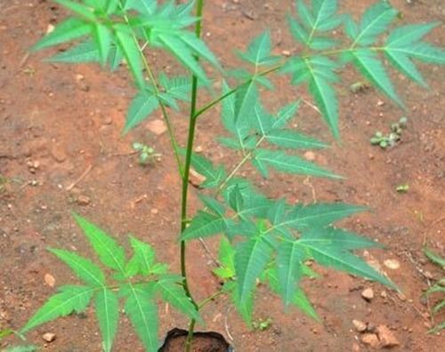 Green Malabar Neem Plant