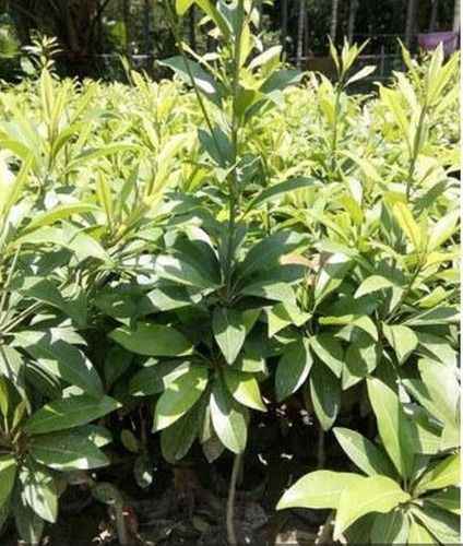 Green Sapota Plant For Nursery