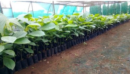 Green Teak Wood Plant