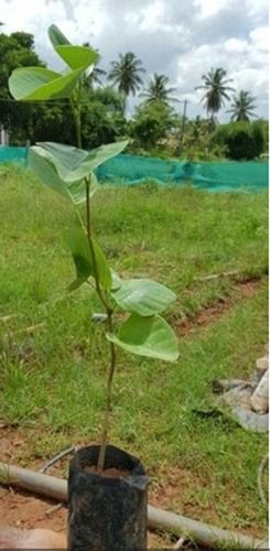 Indian Sandalwood Plant For Nursery