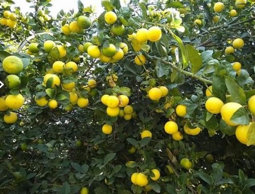 Kagdi Lemon Plants Tissue Culture