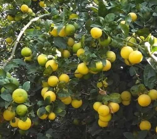 Kagzi Nibu Lemon Tree