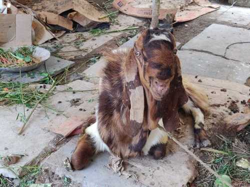 कुर्बानी हाई ब्रीड बकरी