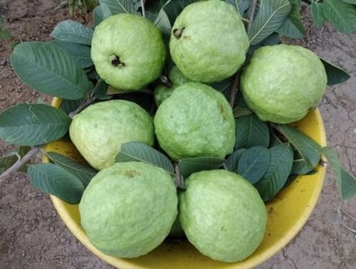 Thai Gold Guava Plant