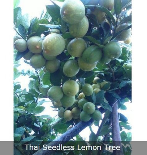 Thai Seedless Lemon Tree