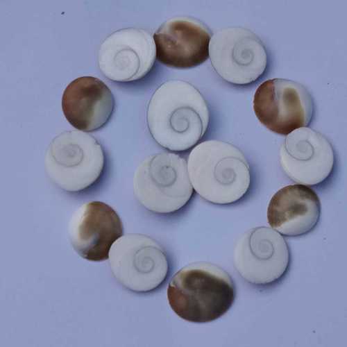 White And Brown Gomti Chakra