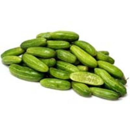 Green Fresh Tindora for Cooking
