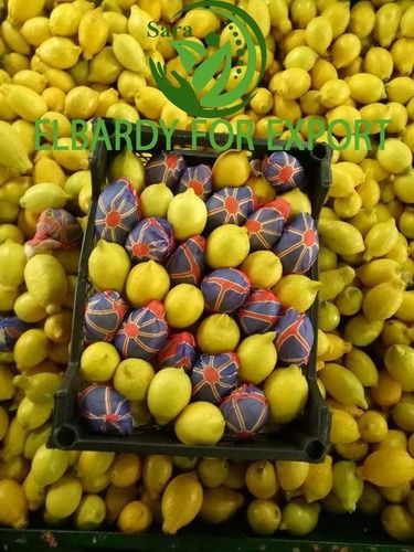 Round Egyptian Origin Fresh Lemon