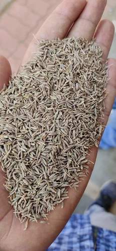 Brown Natural Dried Cumin Seed