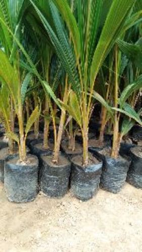  कृषि के लिए हरे नारियल का पौधा