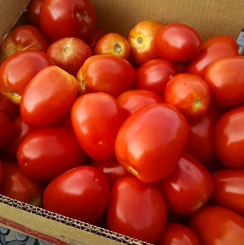 Natural Bright Red Color Fresh Tomatoes