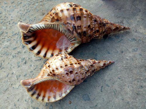 Triton Sea Shell For Handicraft