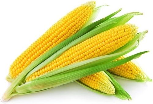 Yellow Sweet Corn (Maize)
