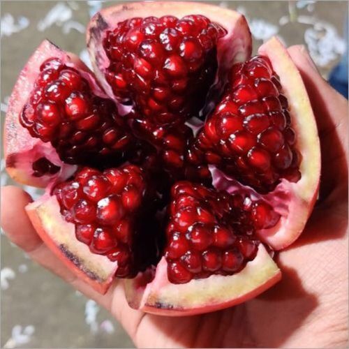 Fresh and Organic Indian Pomegranate
