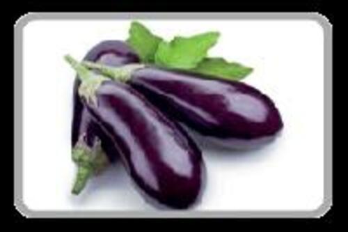 Fresh Purple Brinjal for Cooking