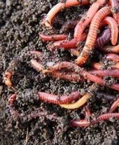 Organic Vermicompost Fertilizer