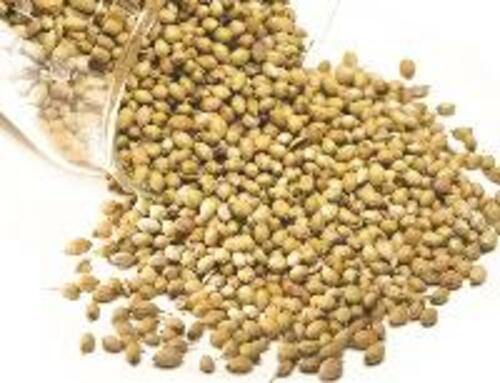 Pure Coriander Seeds for Food