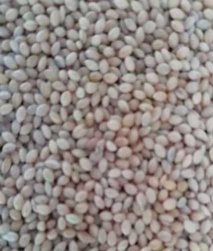 White Natural Dried Foxtail Millet (Kang)