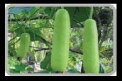 Fresh Bottle Gourds For Cooking Preserving Compound: Cool And Dry Place