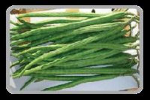 Fresh Green Drumsticks For Cooking