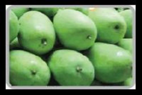 Fresh Green Mango Fruits