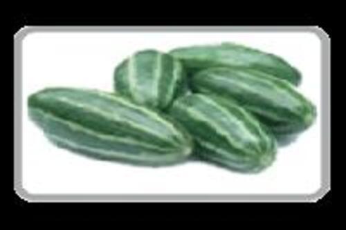 Fresh Pointed Gourds for Cooking