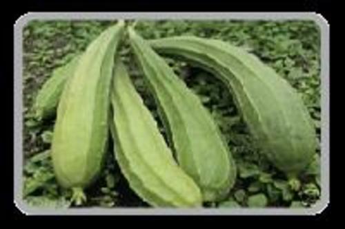 Fresh Ridge Gourds for Cooking