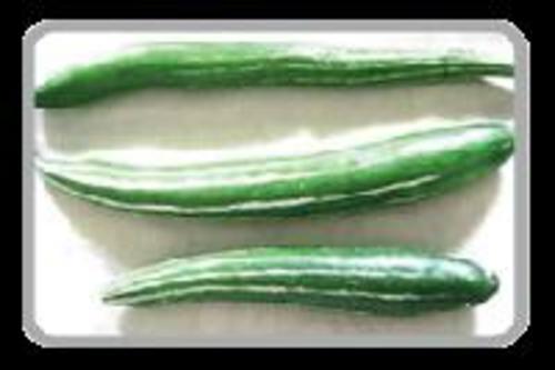 Fresh Snake Gourds for Cooking