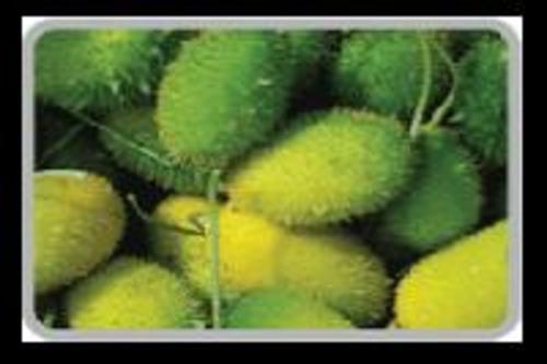 Fresh Teasel Gourds for Cooking