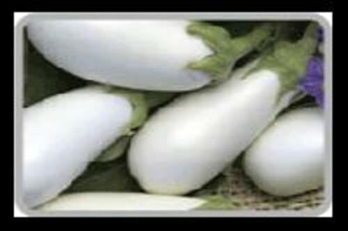 Fresh White Brinjal for Cooking