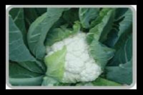 Green Fresh Cauliflower For Cooking Preserving Compound: Cool And Dry Place