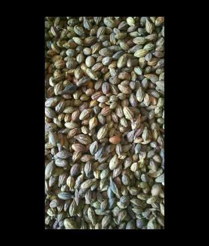 White Dried Harada Myrobalan Seeds