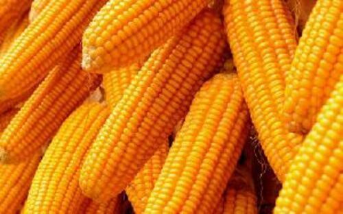 Organic Yellow Maize For Food