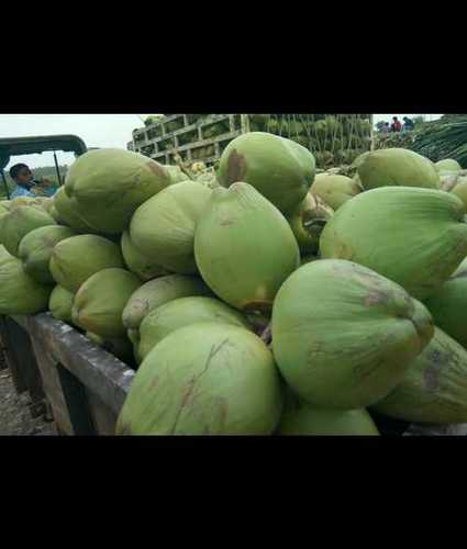 Export Quality Fresh Tender Coconut