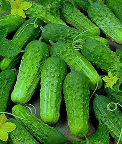 Green Pickling Cucumbers