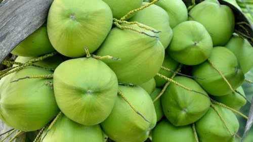 Matured Solid Tender Coconut