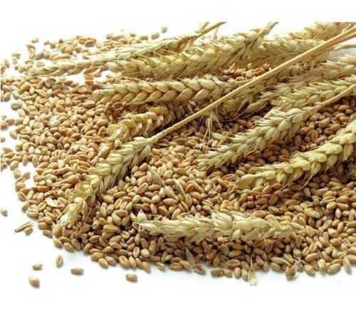 Brown Dried Natural Organic Wheat