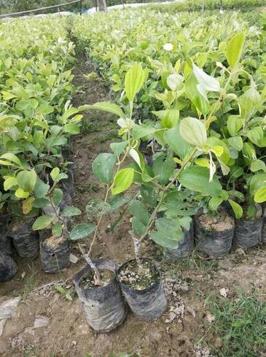 Apple Ber Plant - Soil Specific, Variable Height Green Plants | Healthy Growth, Timely Delivery