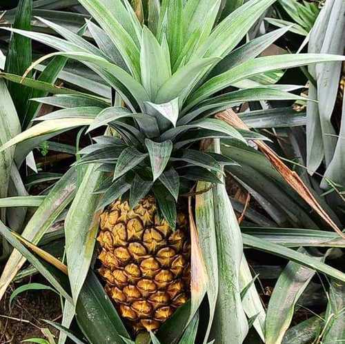 Common Fresh Natural Quality Pineapple