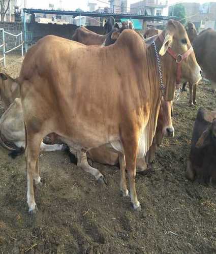 Red High Milking Production Sahiwal Cow