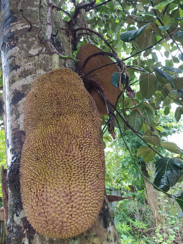 Juicy and Aromatic Green Jackfruit