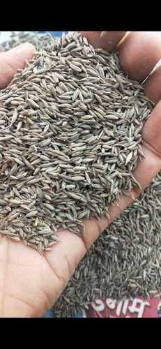 Medium and Upper Medium Quality Fennel Seed