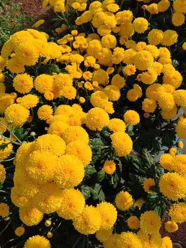 Yellow Chamanthi Flower plant