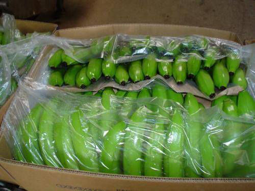 Common Fresh Green Cavendish Banana Fruit