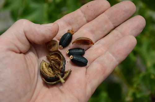 Natural High Grade Jatropha Seed