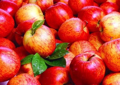 Farm Fresh Red Apple - A Grade Sweet Organic Fruit for Juice Making, Rich in Flavor and Nutrients