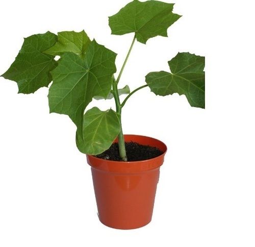 High Jatropha Saplings For Cultivation