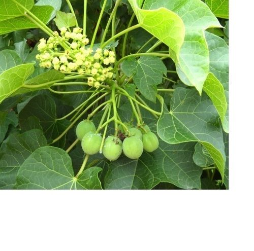 High Jatropha Saplings For Cultivation